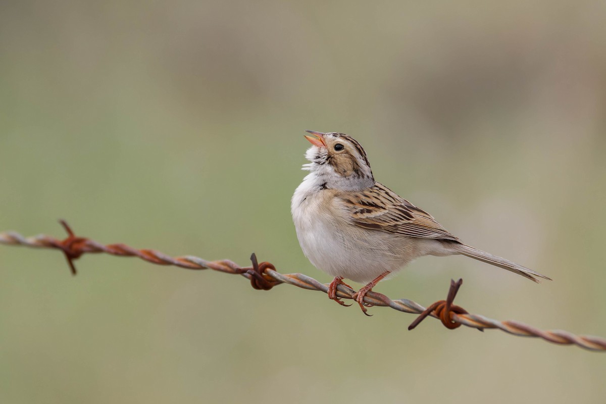 Clay-colored Sparrow - ML643959256