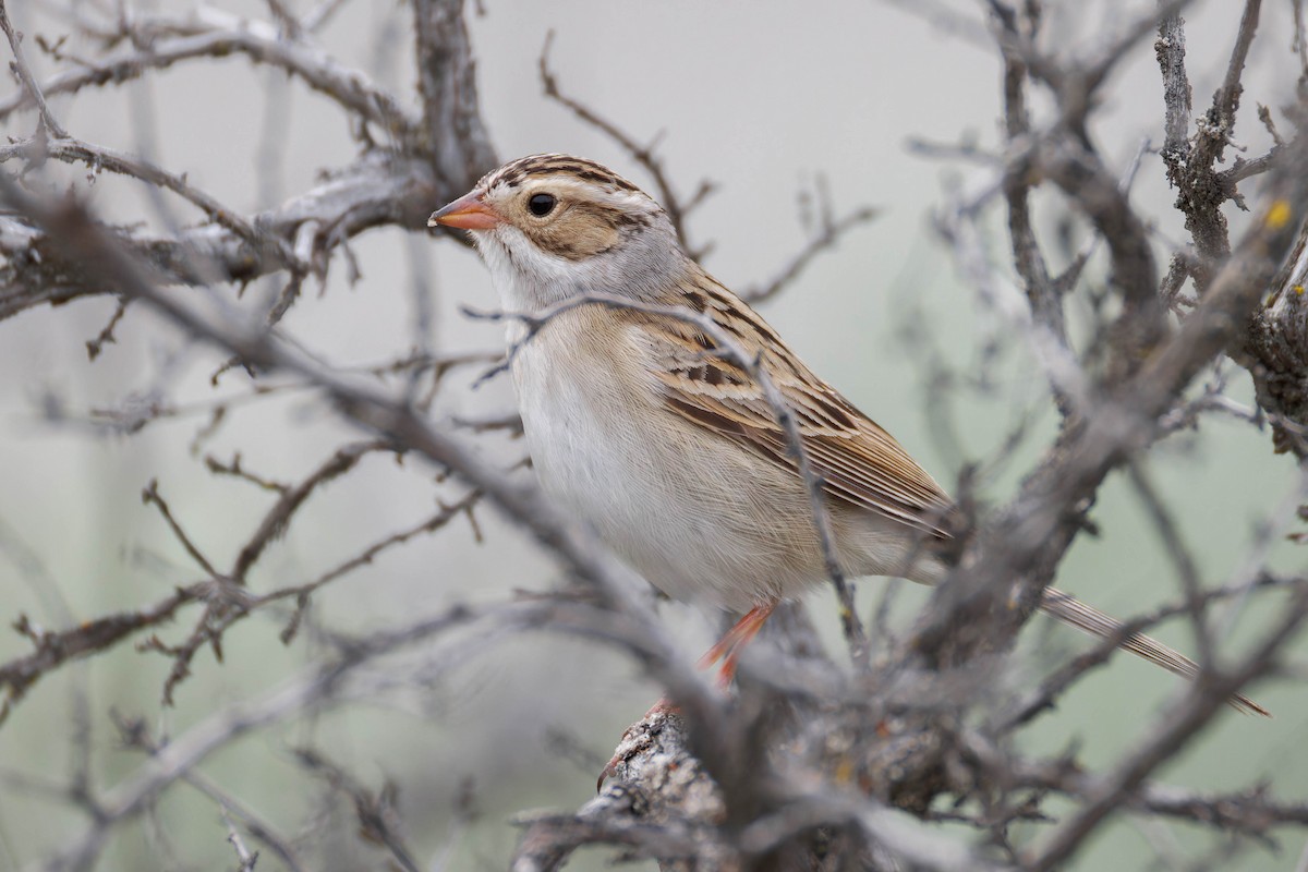 Clay-colored Sparrow - ML643959258