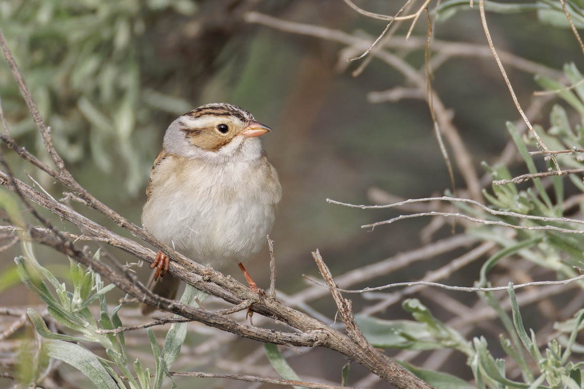 Clay-colored Sparrow - ML643959259