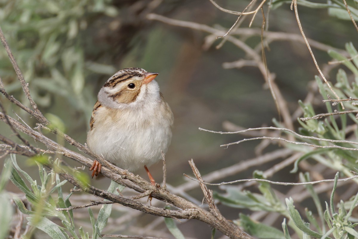 Clay-colored Sparrow - ML643959260