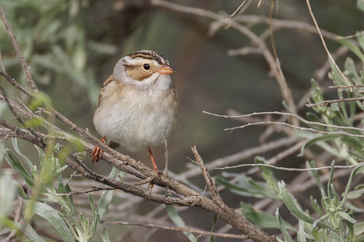 Clay-colored Sparrow - ML643959261