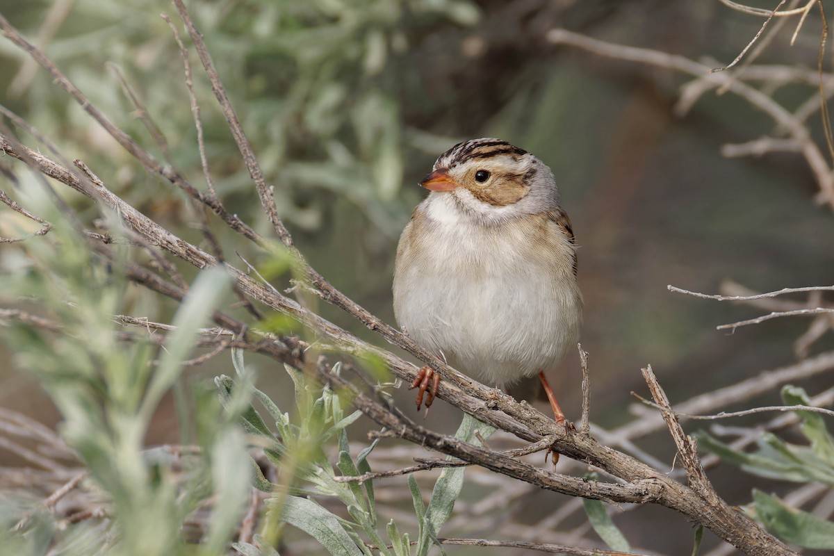 Clay-colored Sparrow - ML643959262