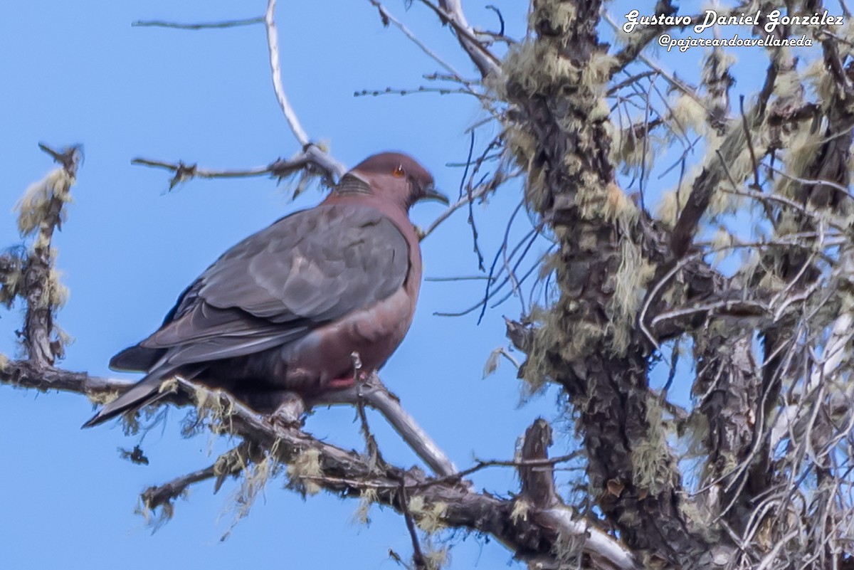 Chilean Pigeon - ML643959263