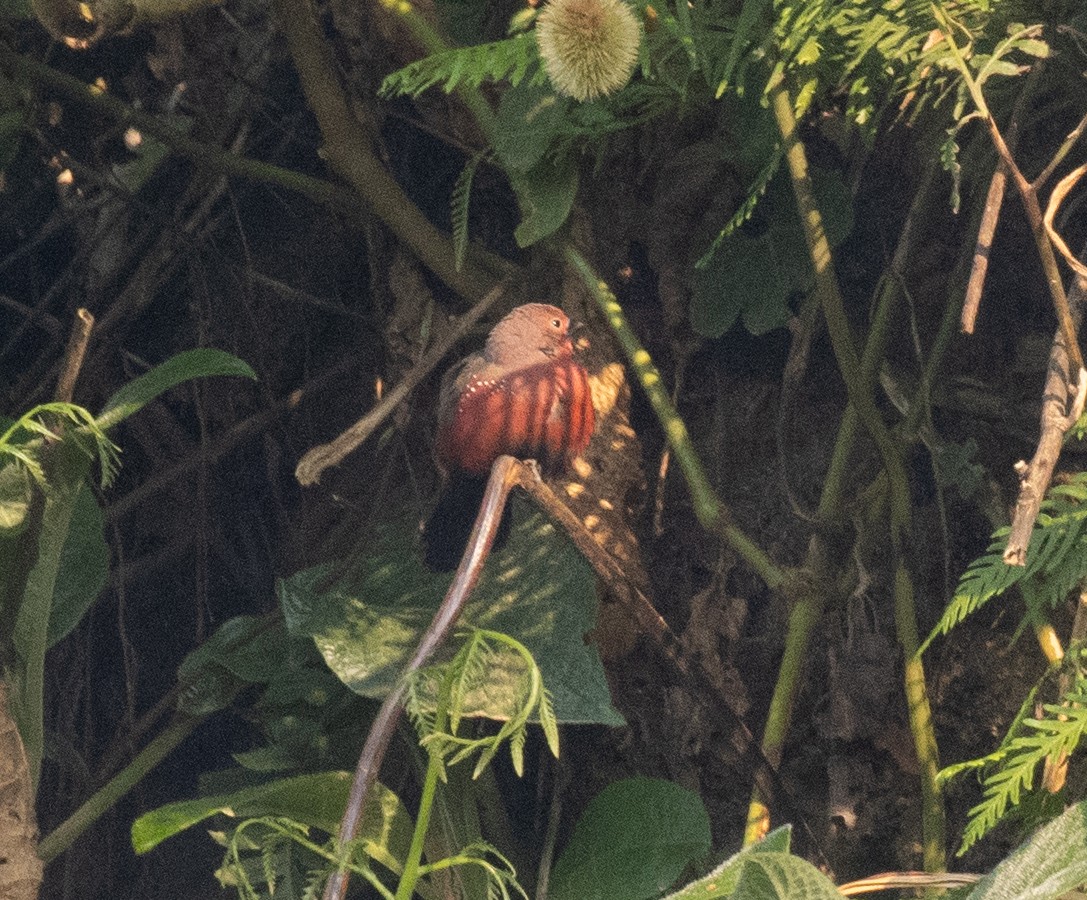 African Firefinch - ML643959264