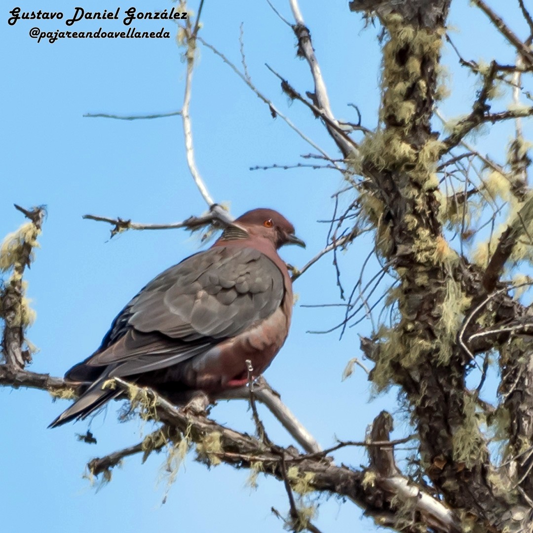 Chilean Pigeon - ML643959265