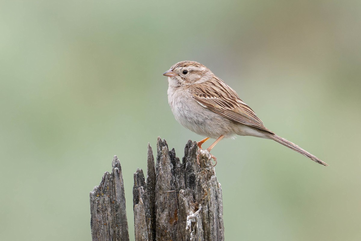 Brewer's Sparrow - ML643959266
