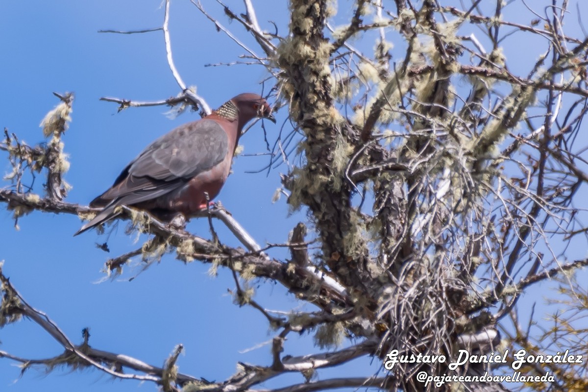 Chilean Pigeon - ML643959274