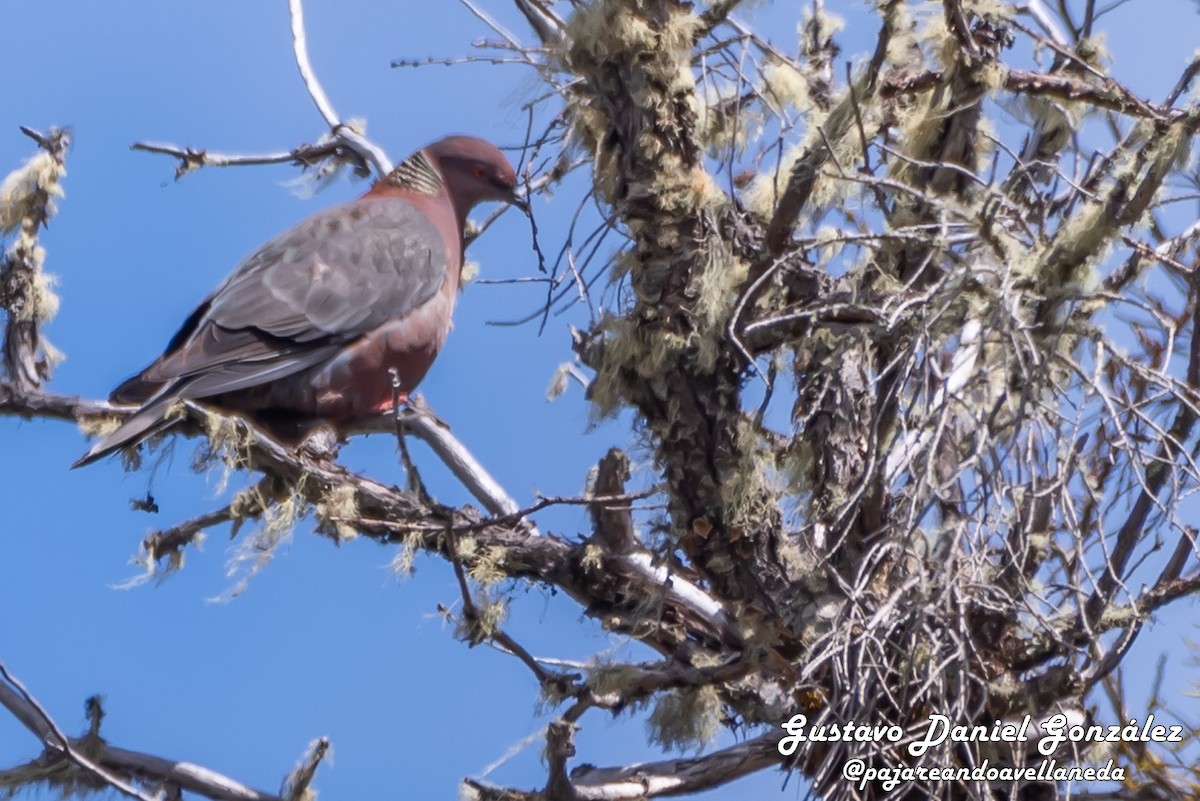 Chilean Pigeon - ML643959275