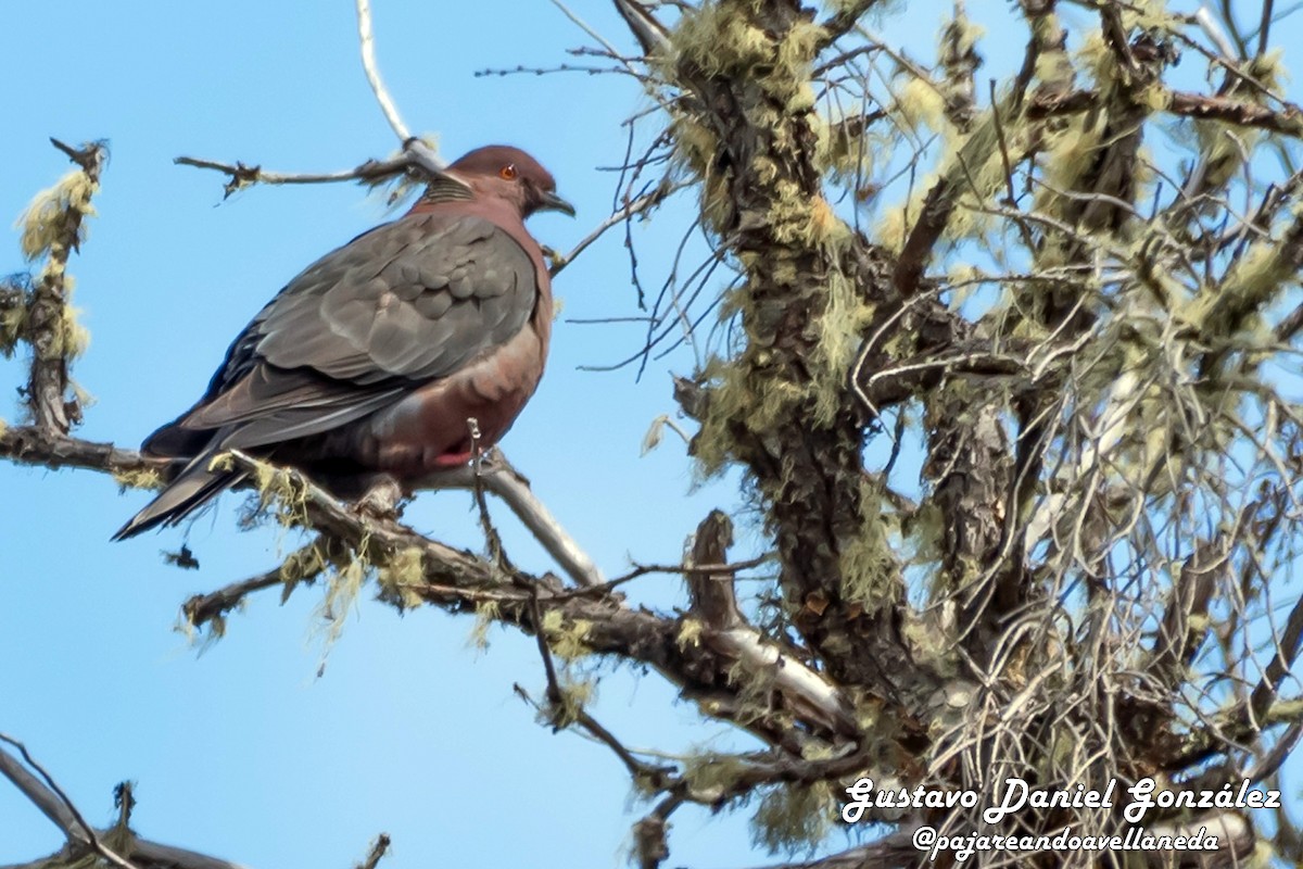 Chilean Pigeon - ML643959280