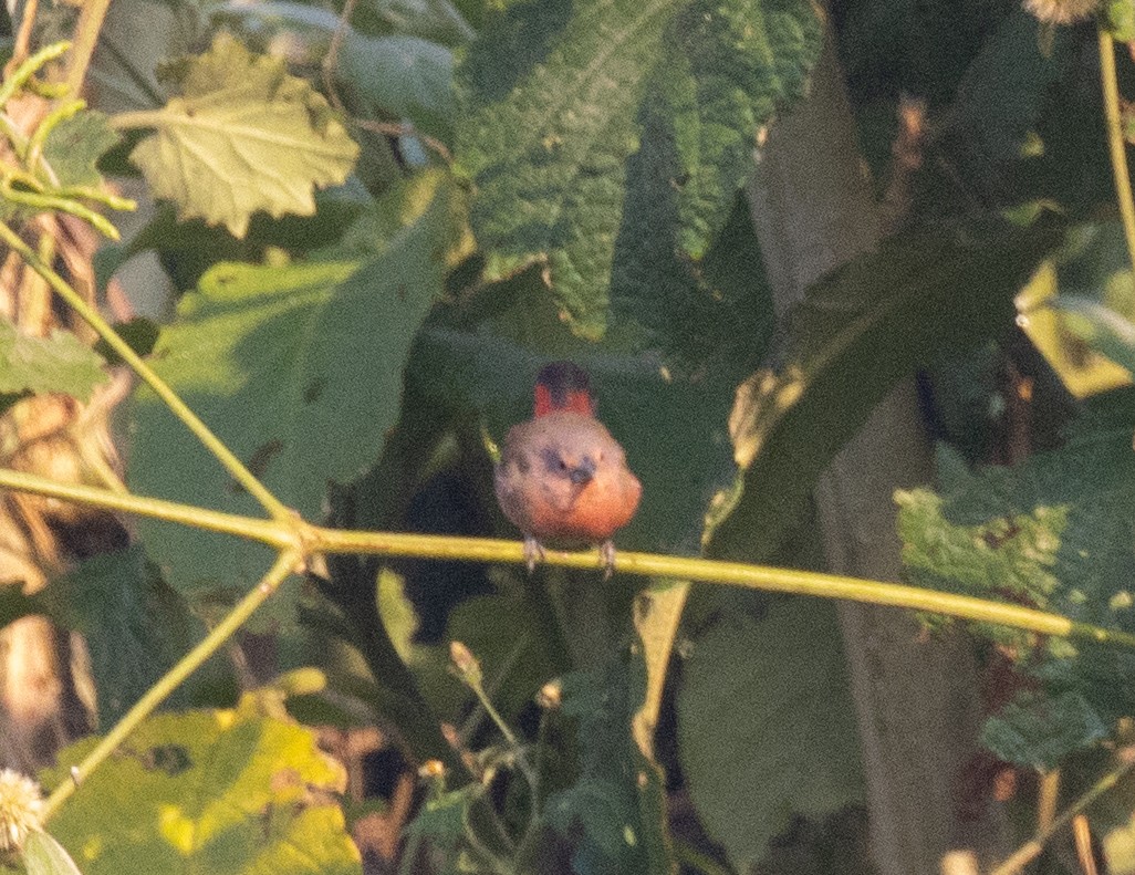 Rosenamarant - ML643959283