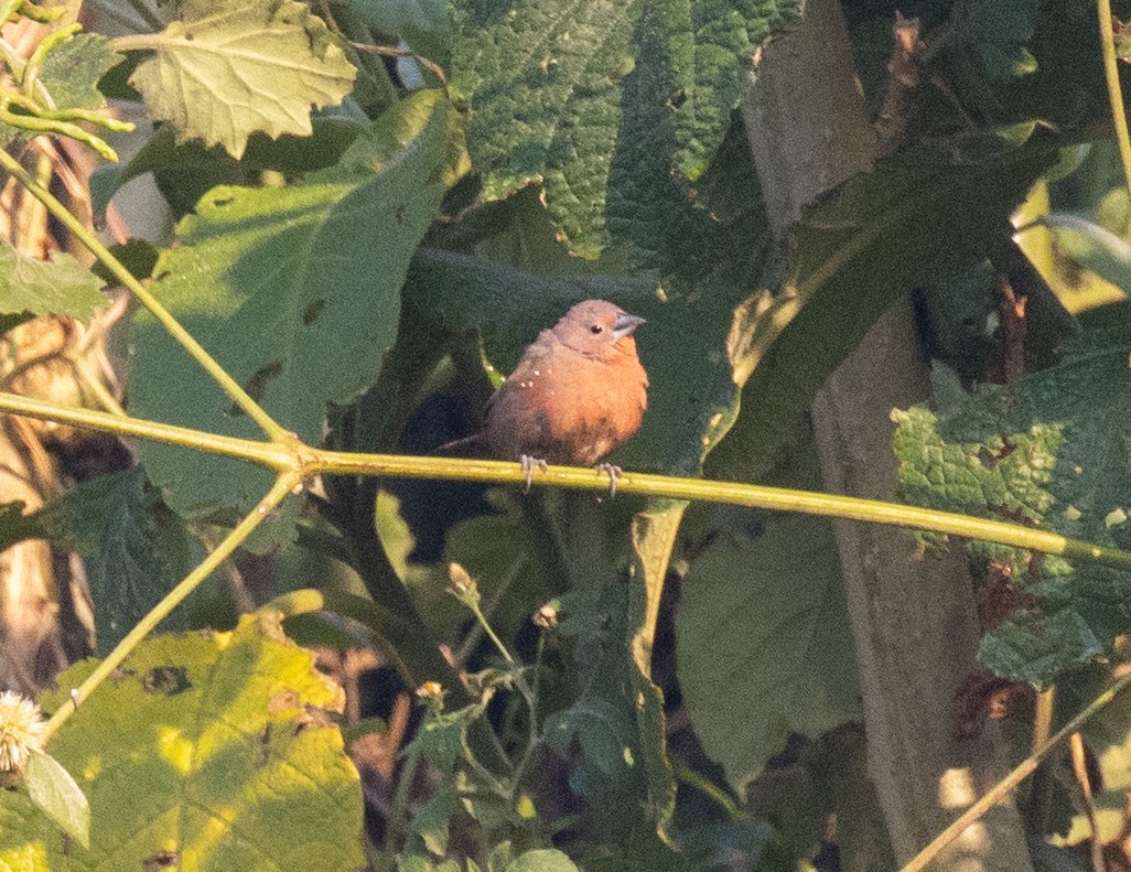 Rosenamarant - ML643959288