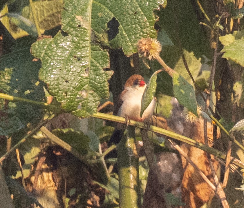 Fawn-breasted Waxbill - ML643959292