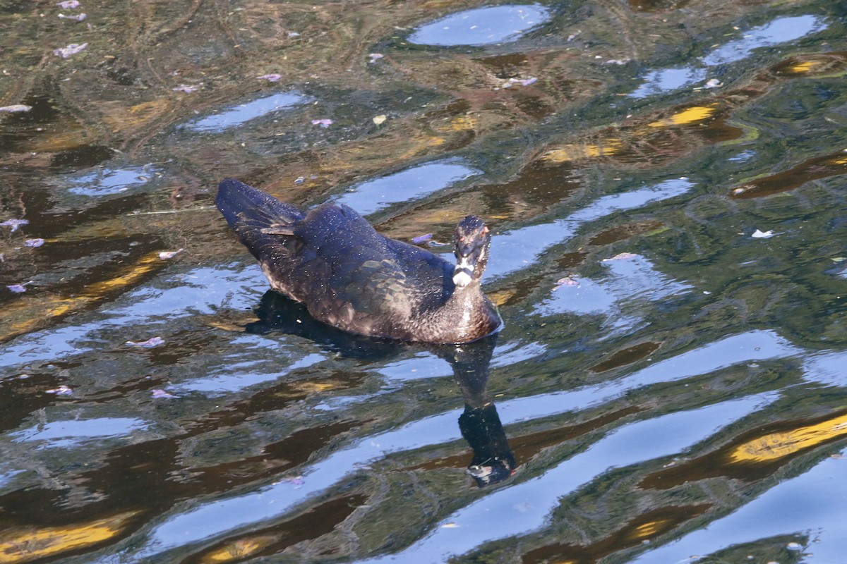 Muscovy Duck (Domestic type) - ML643959295