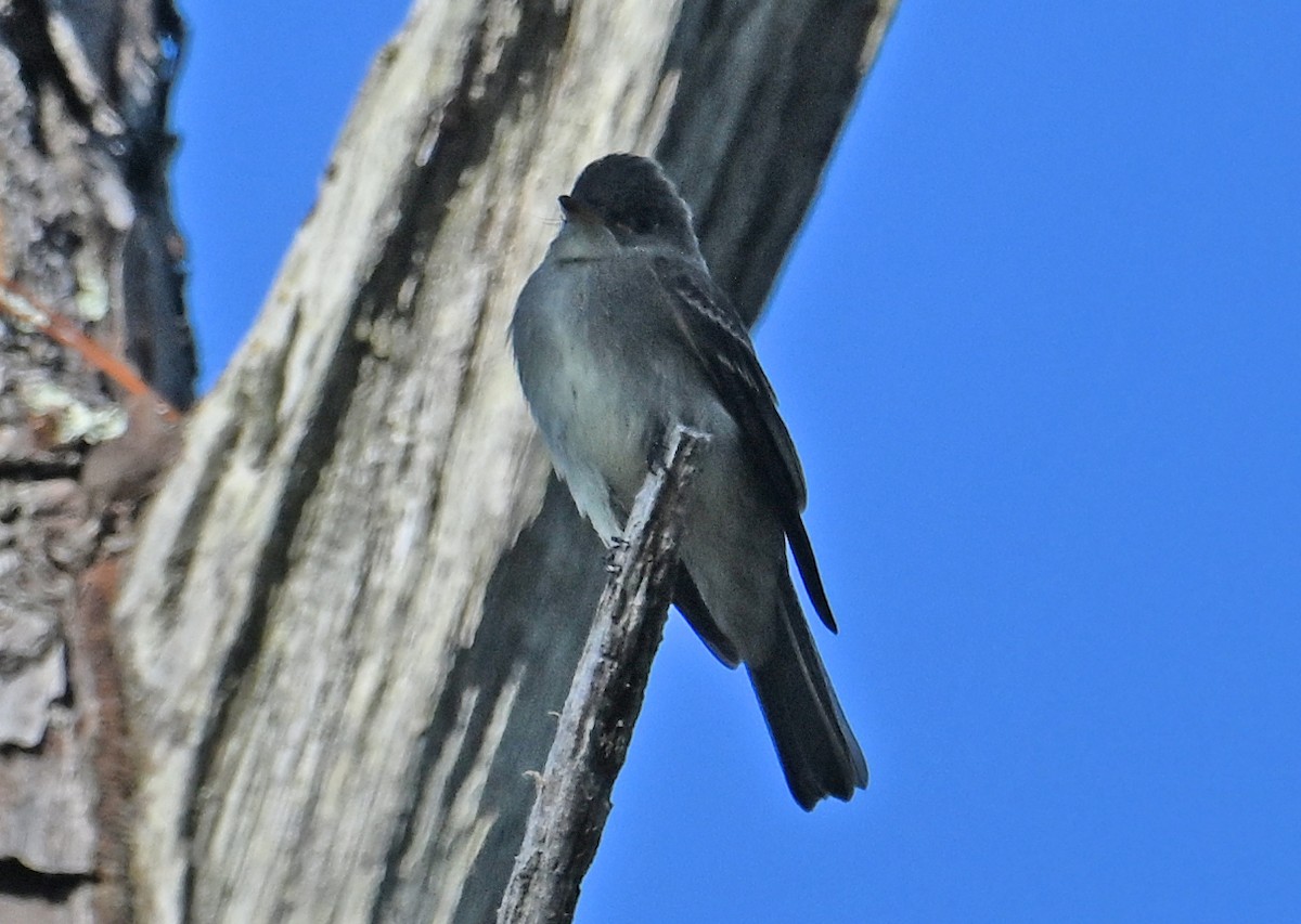 Eastern Wood-Pewee - ML643959297