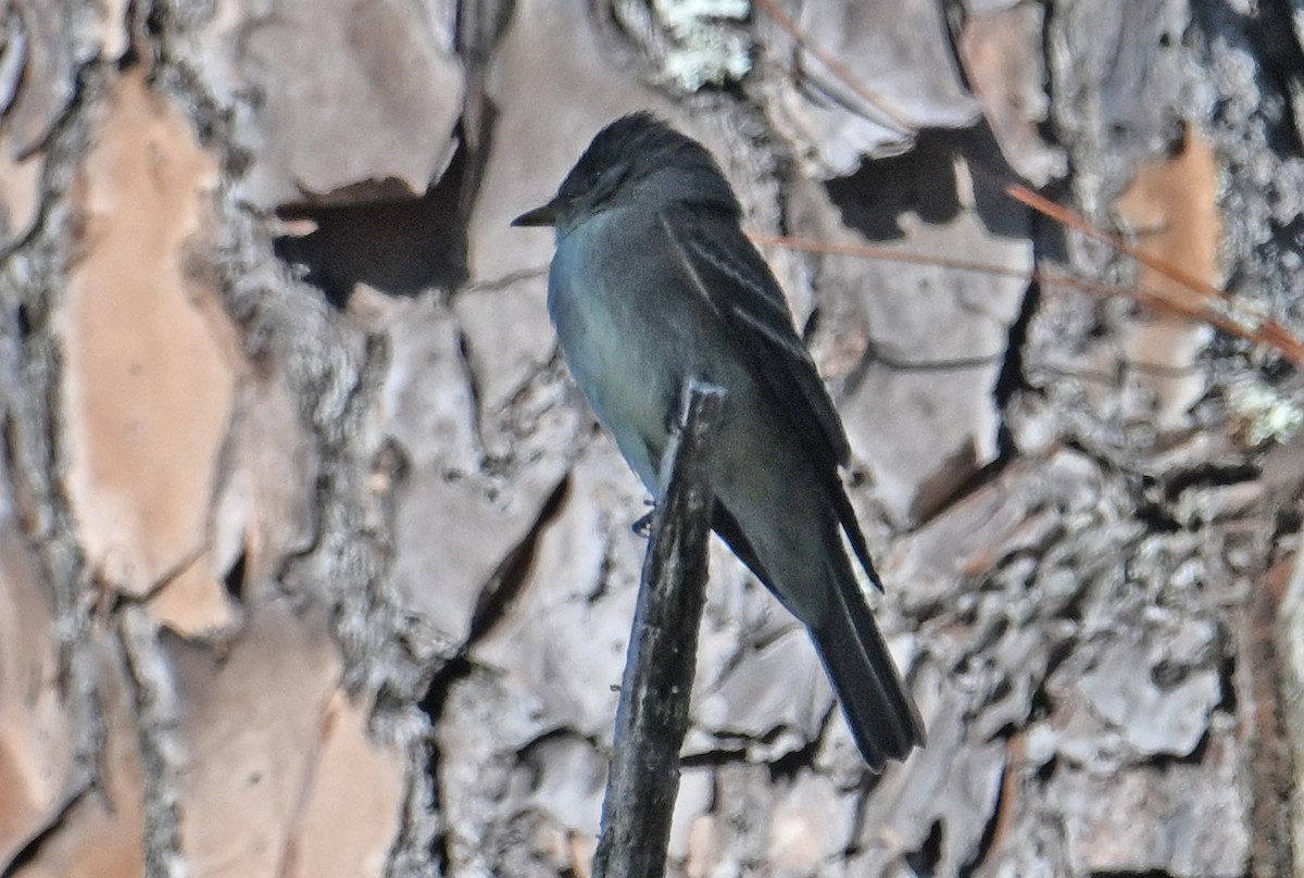 Eastern Wood-Pewee - ML643959298