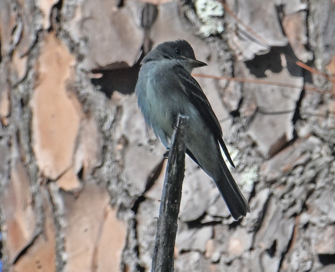 Eastern Wood-Pewee - ML643959299