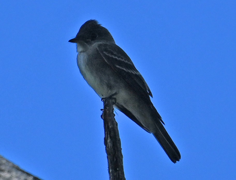 Eastern Wood-Pewee - ML643959300