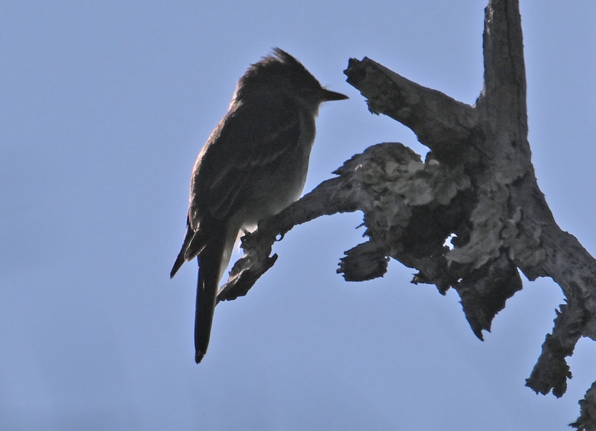 Eastern Wood-Pewee - ML643959301