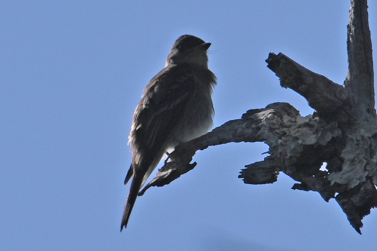 Eastern Wood-Pewee - ML643959302
