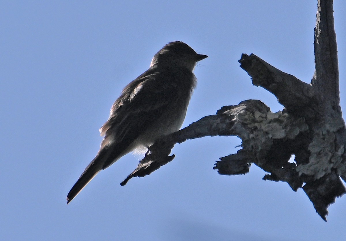Eastern Wood-Pewee - ML643959303