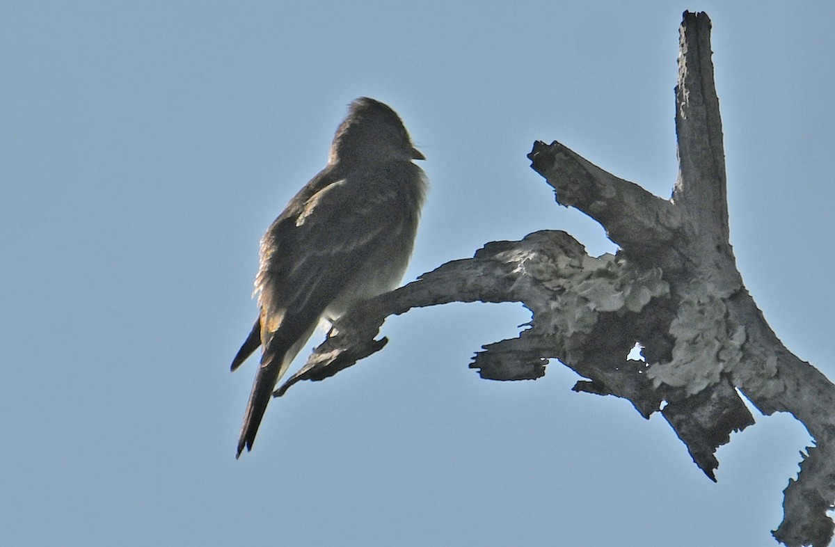 Eastern Wood-Pewee - ML643959304
