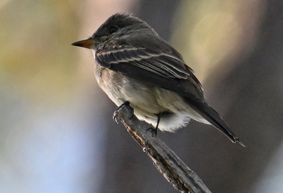 Eastern Wood-Pewee - ML643959306