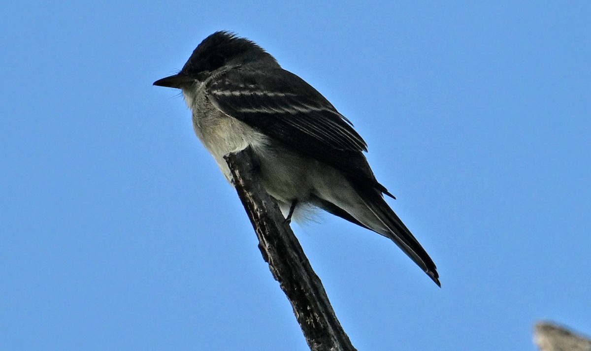 Eastern Wood-Pewee - ML643959307