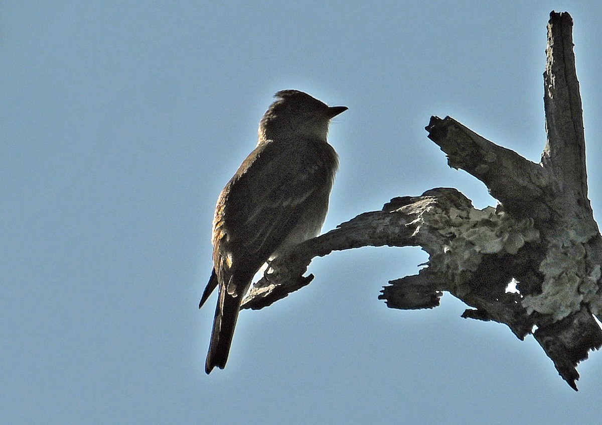 Eastern Wood-Pewee - ML643959308