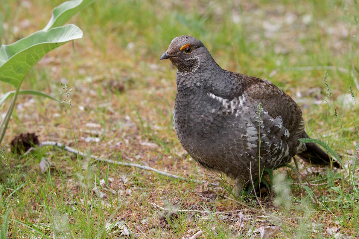 アオライチョウ - ML643959318