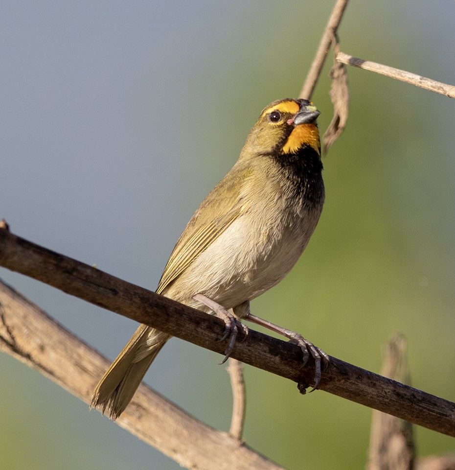 Yellow-faced Grassquit - ML643959339