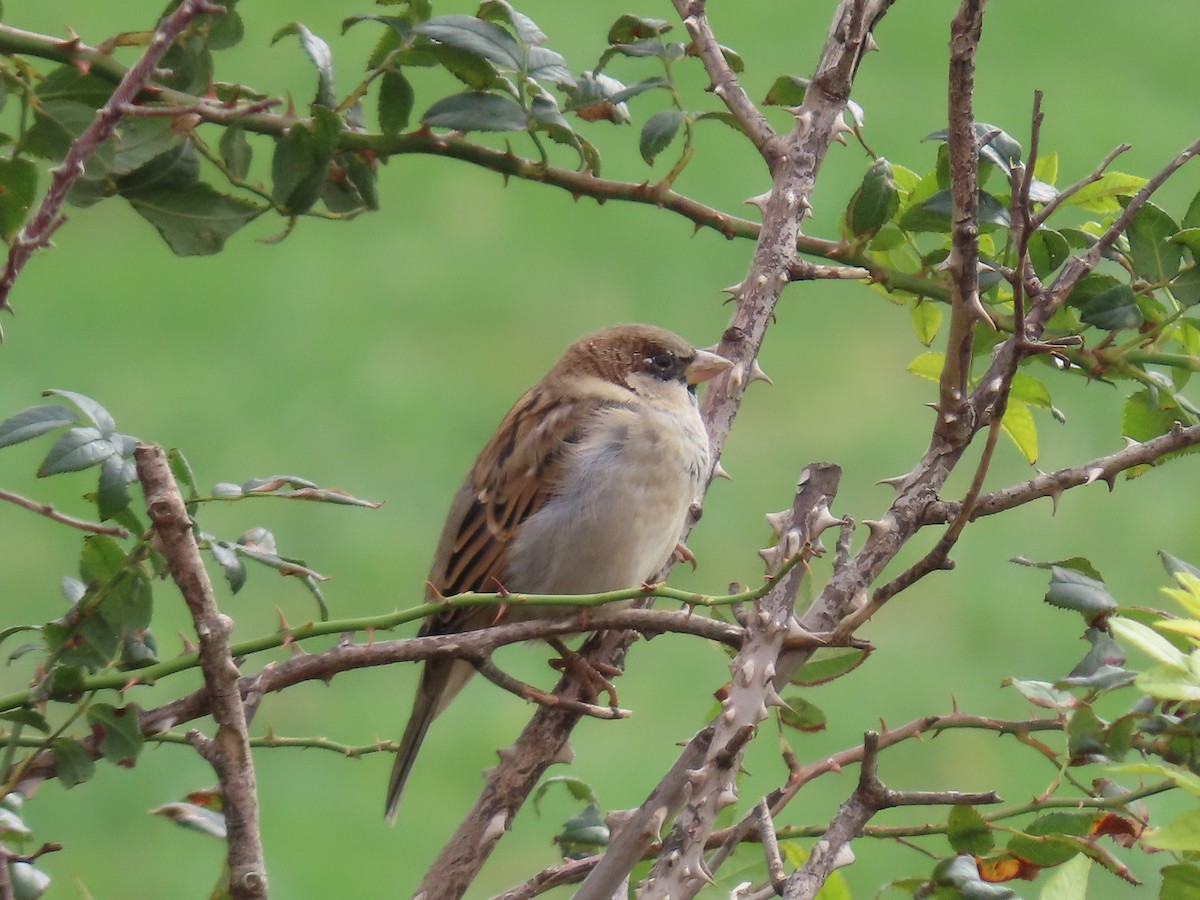 House Sparrow - ML643959352
