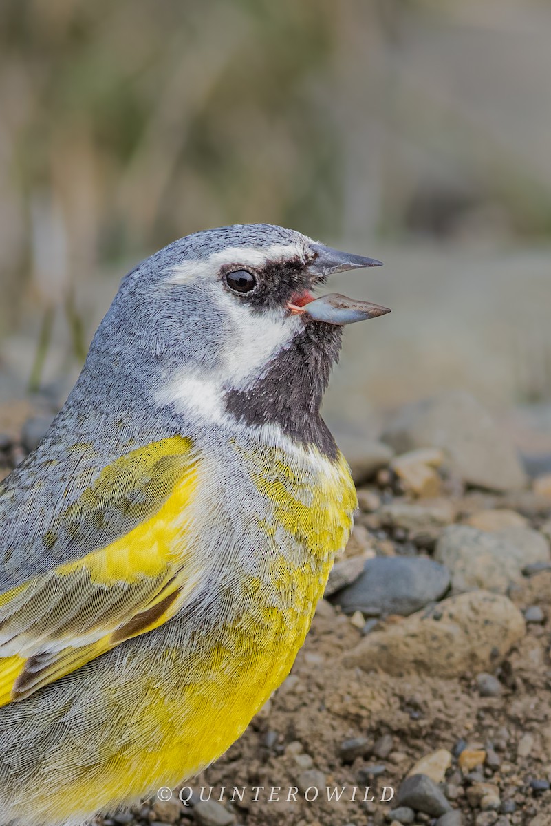 ノドグロシトド（princetoniana） - ML643959353