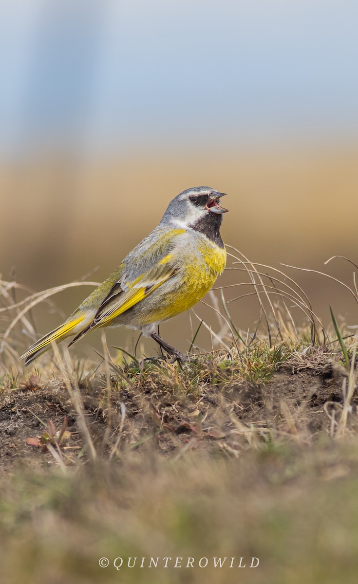 ノドグロシトド（princetoniana） - ML643959354