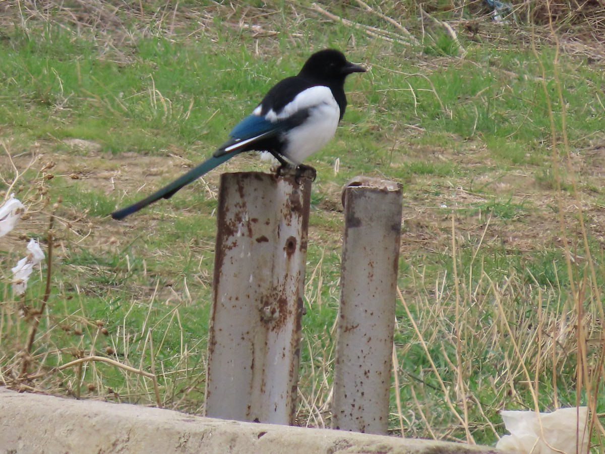 Eurasian Magpie - ML643959355