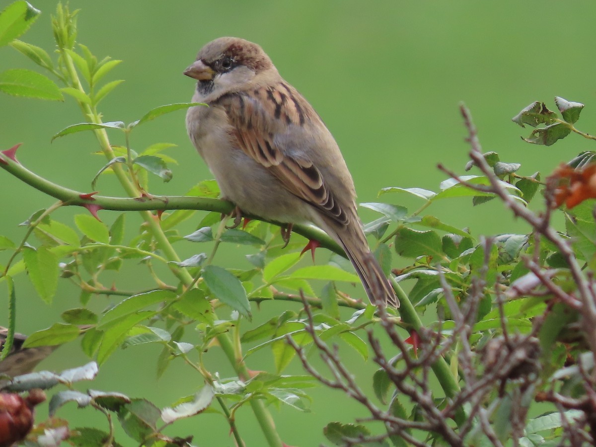 House Sparrow - ML643959362