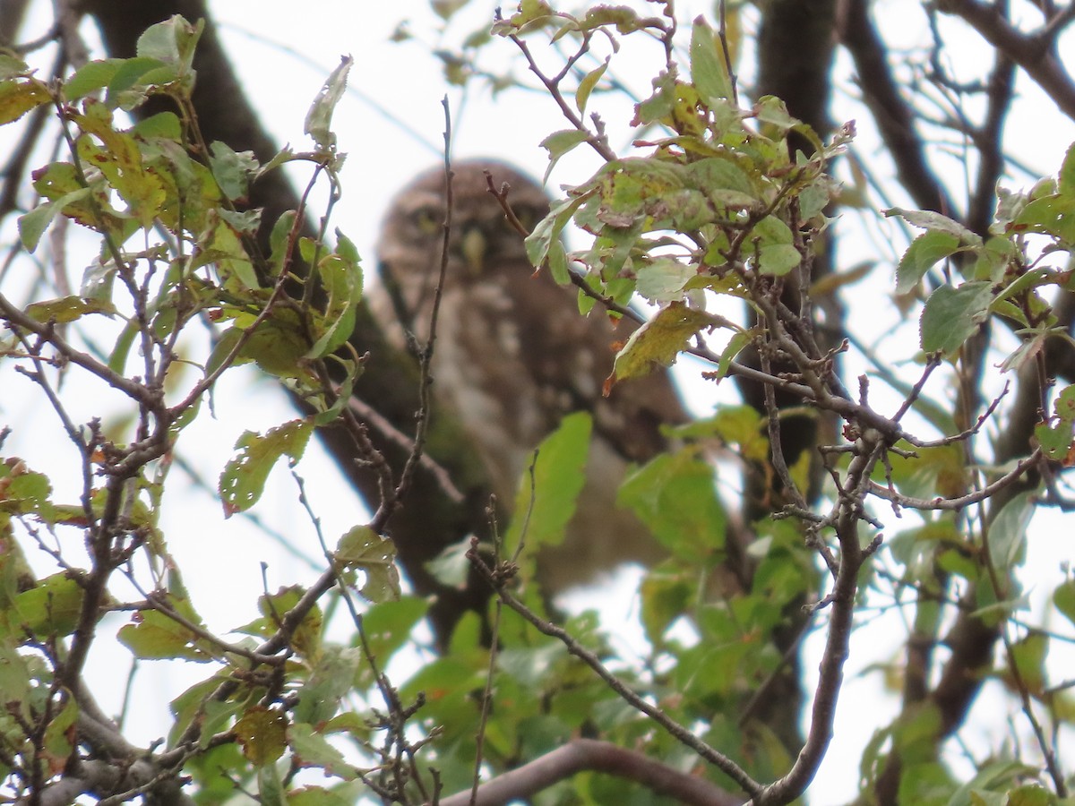 Little Owl - ML643959375