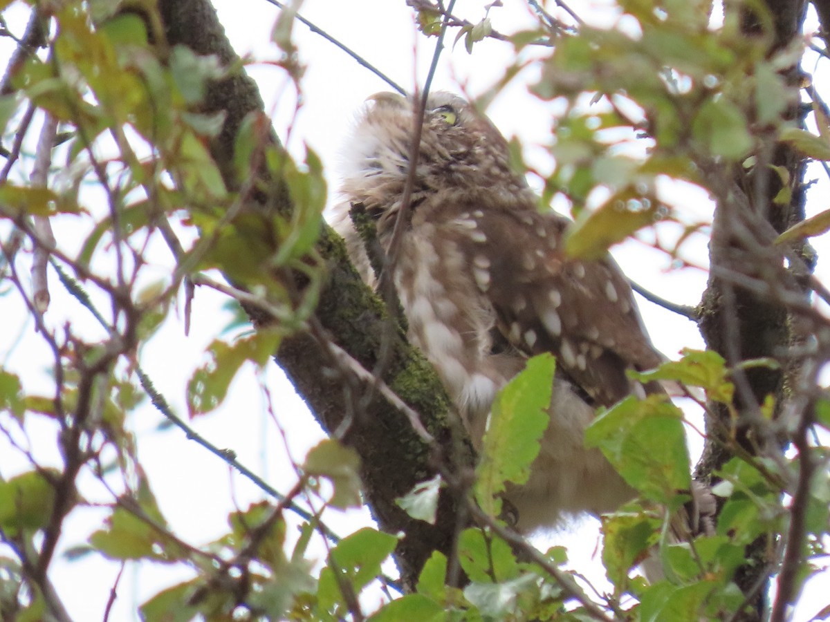 Little Owl - ML643959377