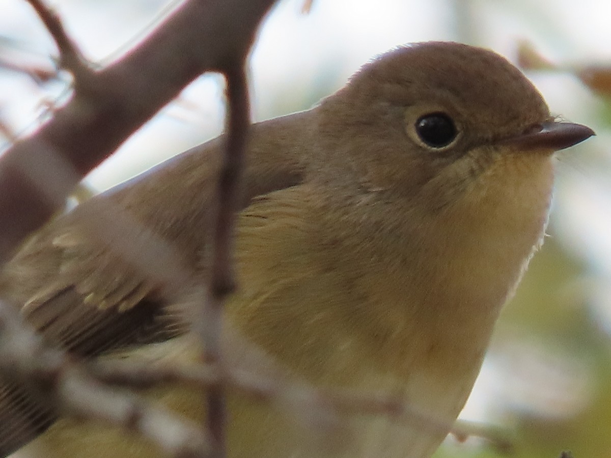 Red-breasted Flycatcher - ML643959390