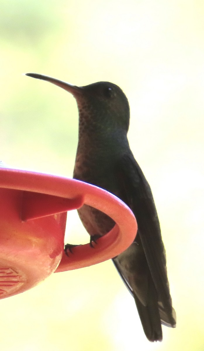 Colibri grivelé - ML643959397