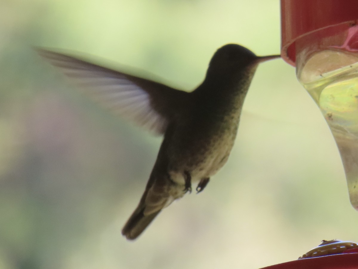 Colibri grivelé - ML643959399
