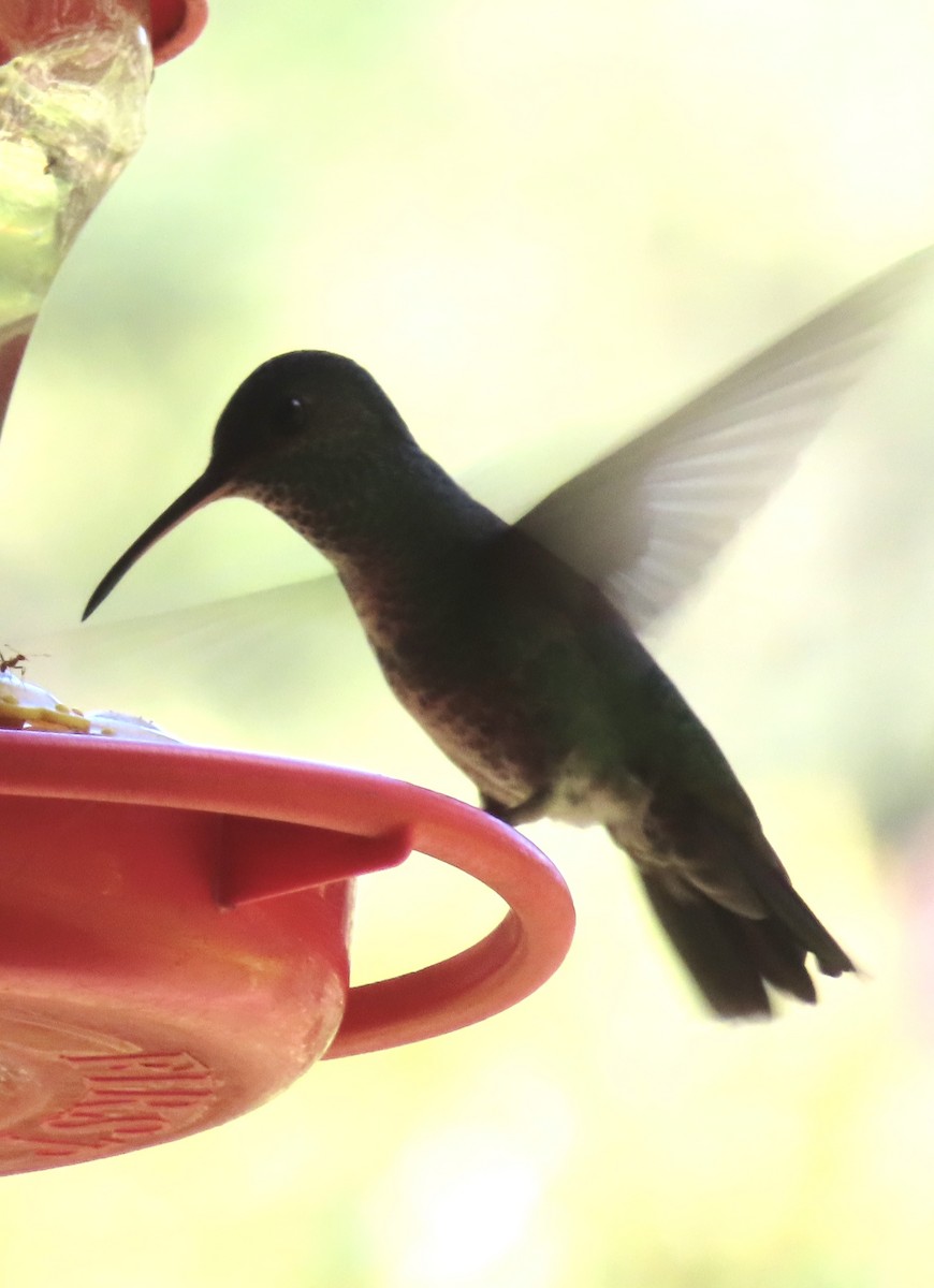Colibri grivelé - ML643959400