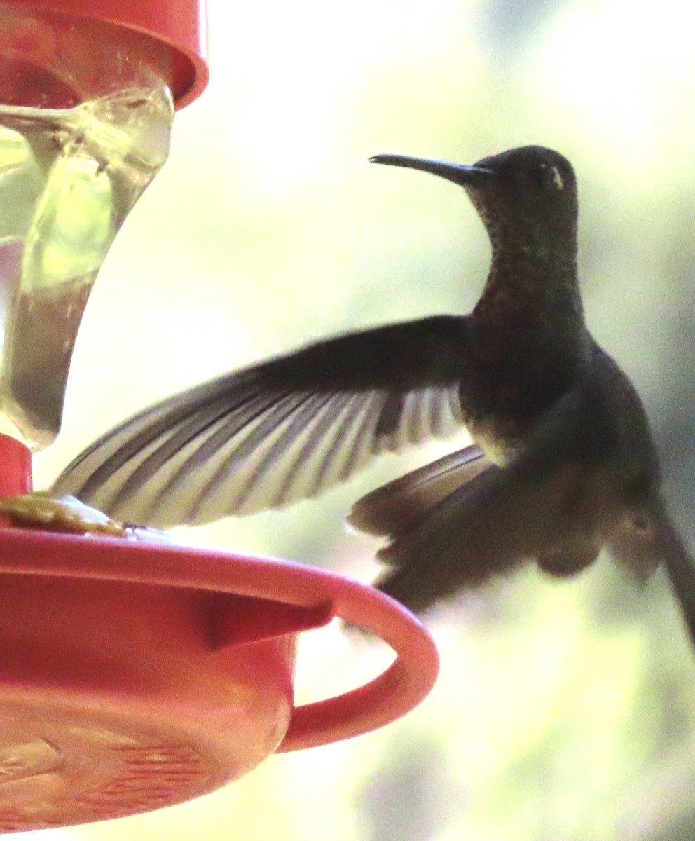 Colibri grivelé - ML643959401