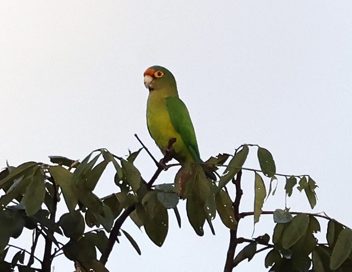 Aratinga Frentinaranja - ML643959406