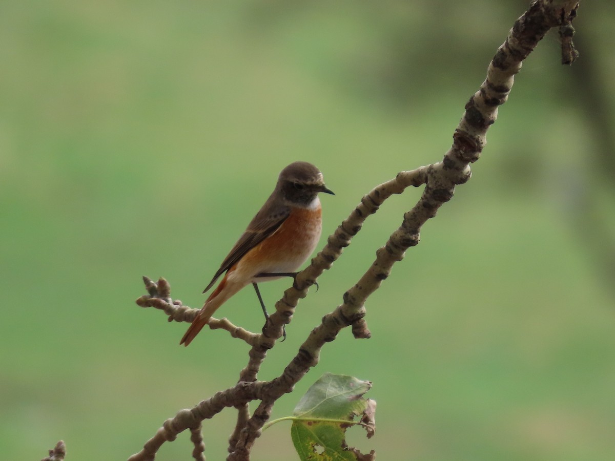 Common Redstart (Ehrenberg's) - ML643959407