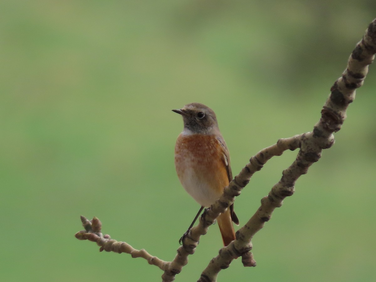 Common Redstart (Ehrenberg's) - ML643959408