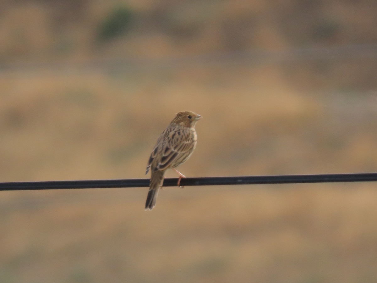 Corn Bunting - ML643959414