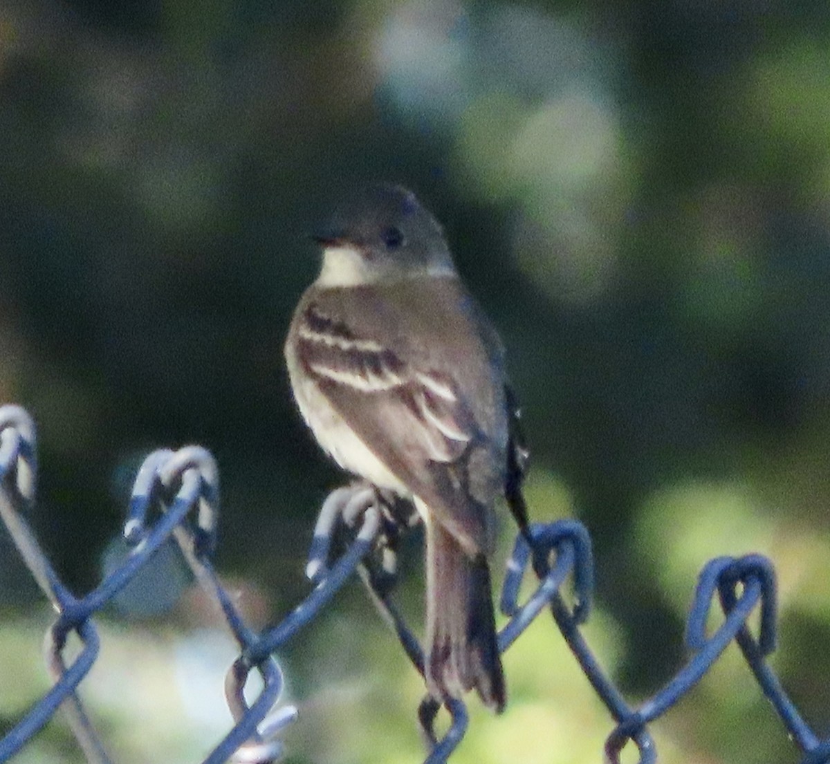 Eastern Wood-Pewee - ML643959430