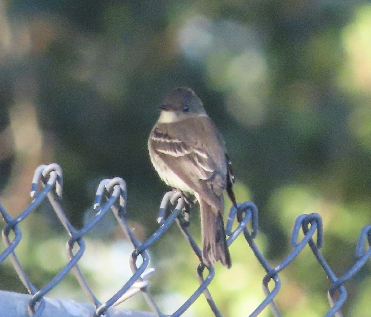 Eastern Wood-Pewee - ML643959431