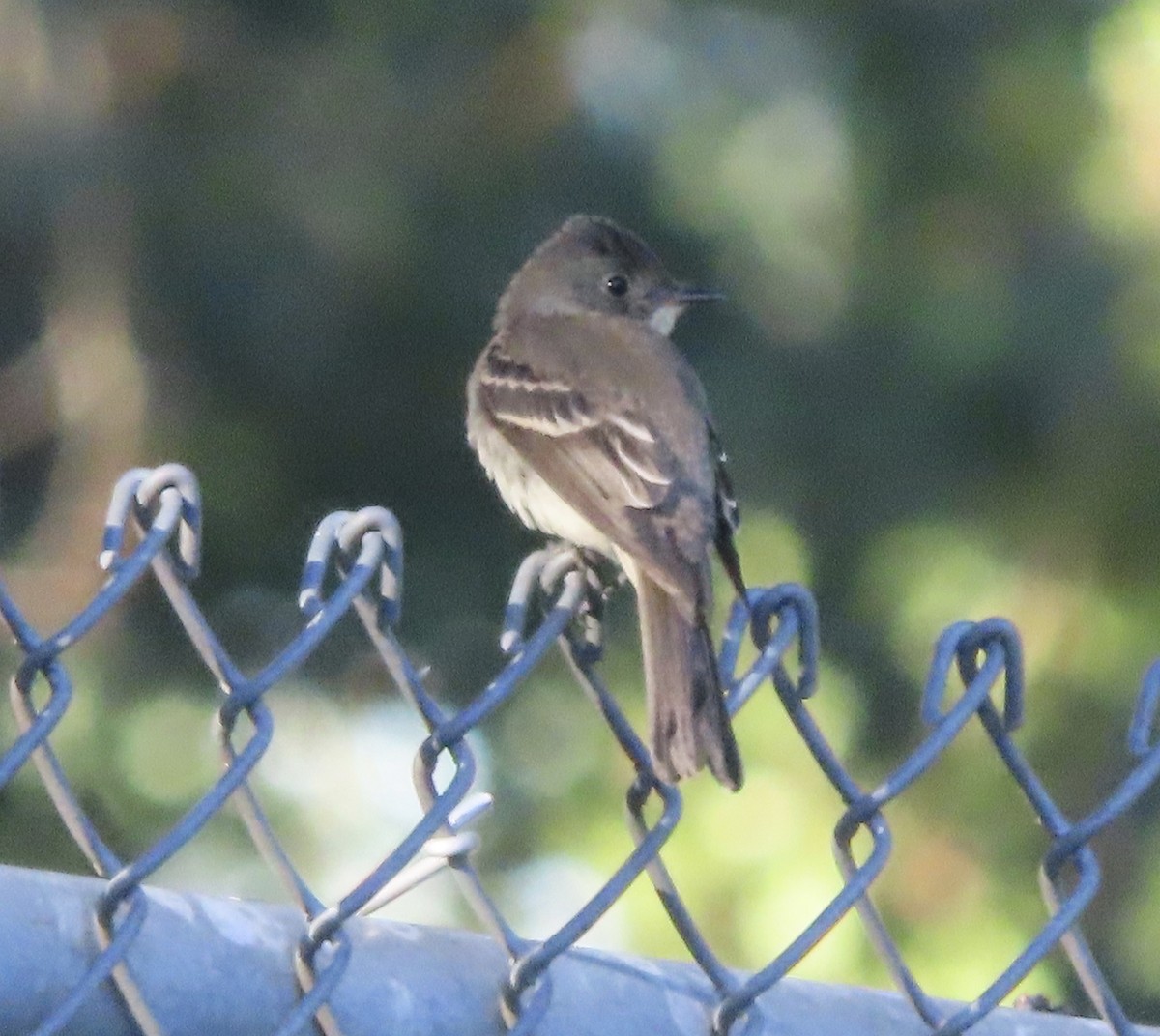 Eastern Wood-Pewee - ML643959432