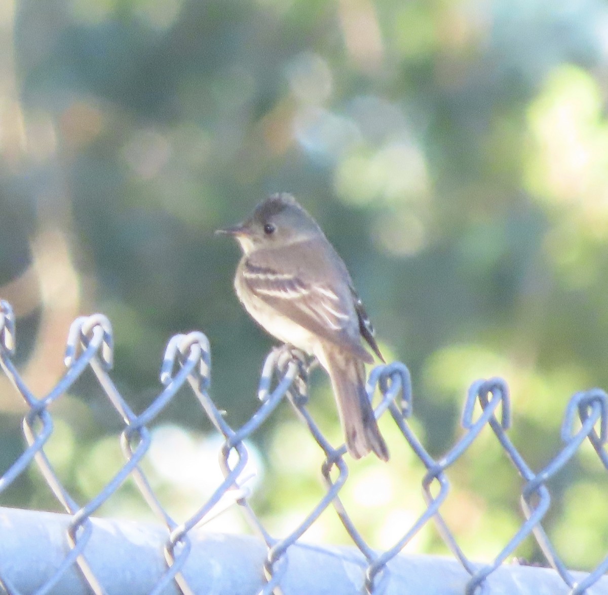 Eastern Wood-Pewee - ML643959433